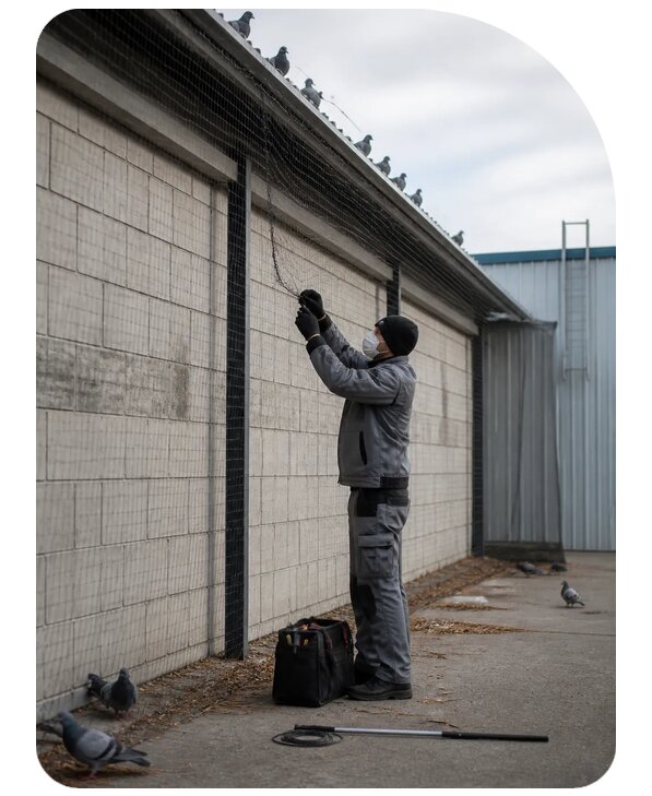 Срочный отлов птиц под ключ в Тольятти по цене от 5171 р. | Сенат-Тля